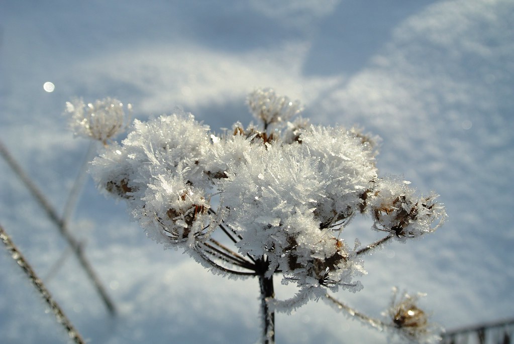 Les plantes de l’extrême : le triomphe sur des environnements impossibles