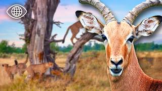 Ce que cachent les derniers sanctuaires sauvages...