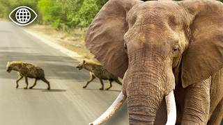 Comment cohabiter avec lions, éléphants et hyènes ?