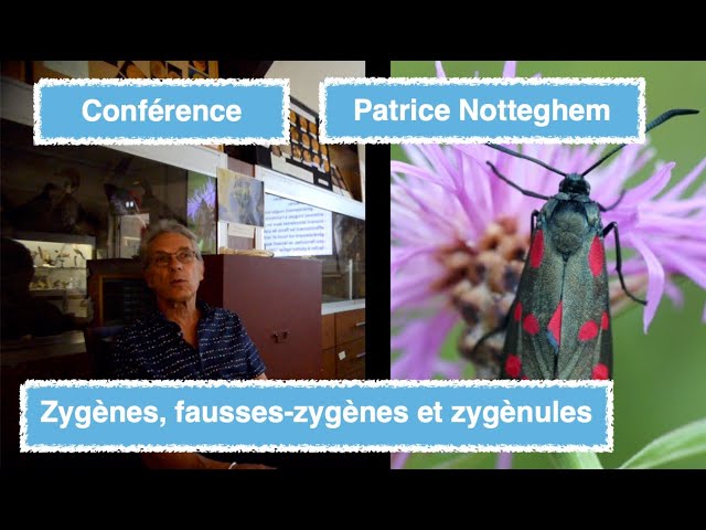 Zygènes, fausses-zygènes et zygènules