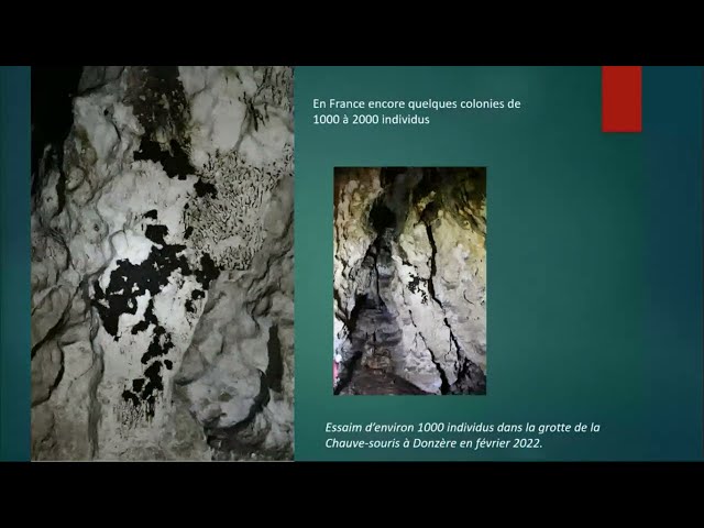 La biocorrosion par les chauves-souris