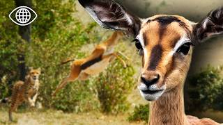 Le Noël le plus dangereux du monde : la savane en pleine chasse