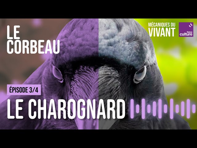 Le corbeau, un charognard utile qui recycle