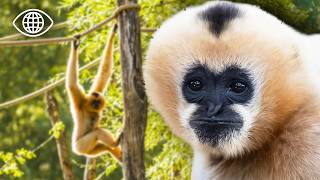 Le sauveur des gibbons : une vie dédiée à la forêt