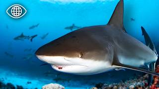 Pourquoi 200 requins se reproduisent ici ? Le secret de Rangiroa