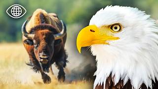 Que cachent les traditions des taureaux et des aigles ?