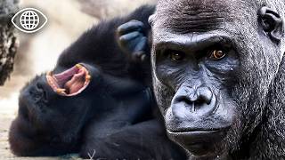 Urgence chez les gorilles et orangs-outans