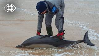 Un appel urgent pour la France : animaux et écosystèmes au bord du gouffre