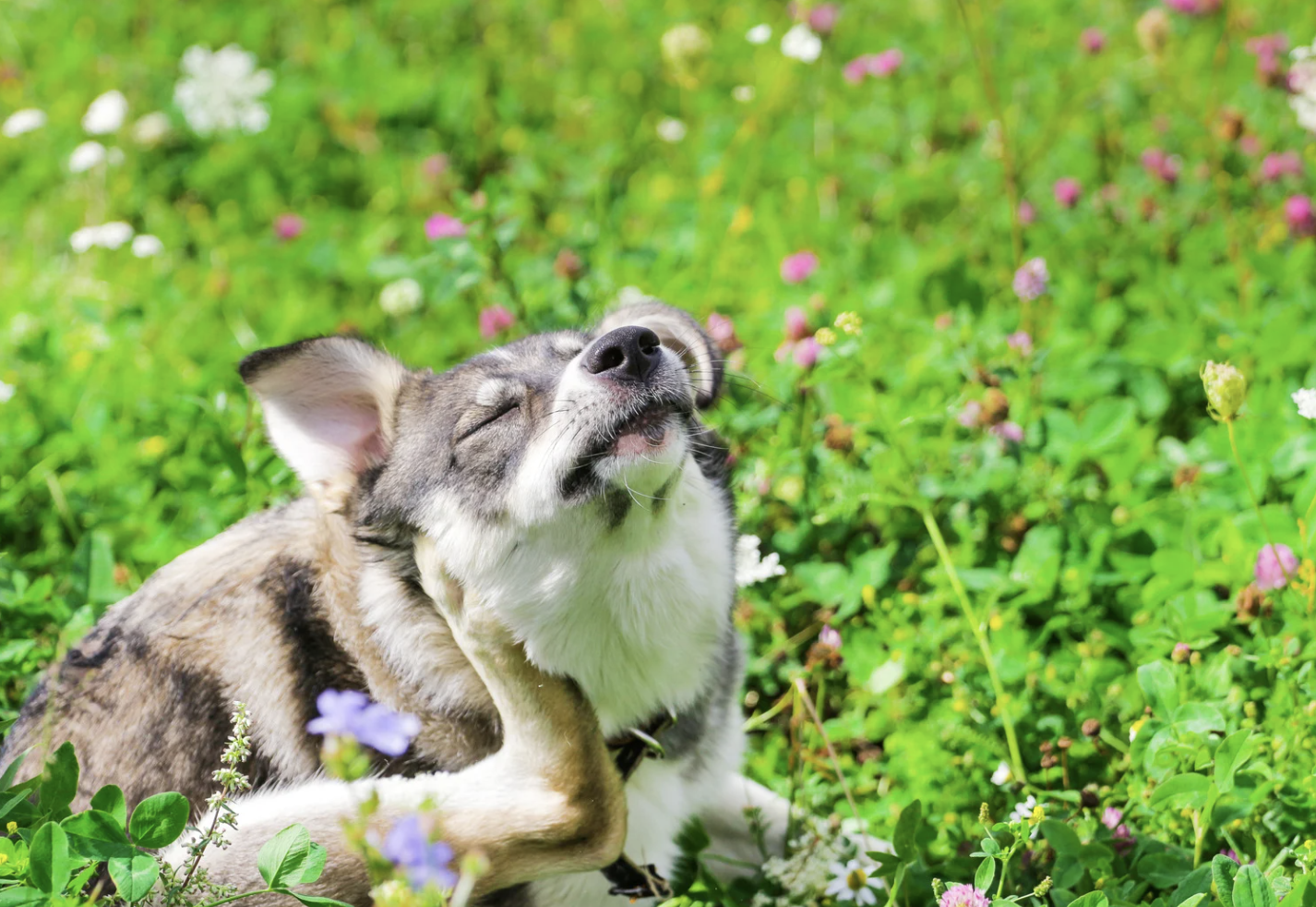 Antiparasitaire chien naturel : protéger son chien efficacement et en douceur