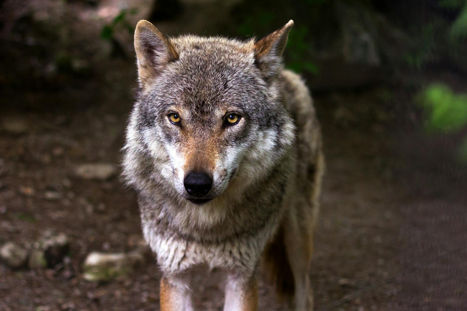 Le rôle vital des loups dans les écosystèmes