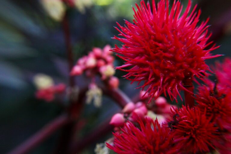 Article | Les plantes les plus toxiques du monde