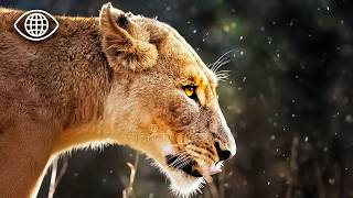 Affrontements féroces : les vrais maitres de la savane