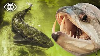 Amazonie sauvage : face au redoutable poisson de 1M40