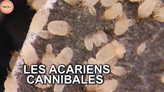 Ce que nous ignorons des acariens cannibales