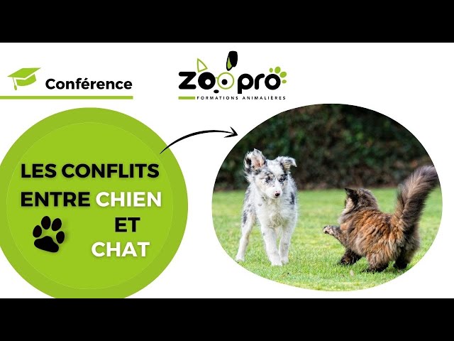Chiens et chats – problèmes de réactivité (conflits, bagarres…)