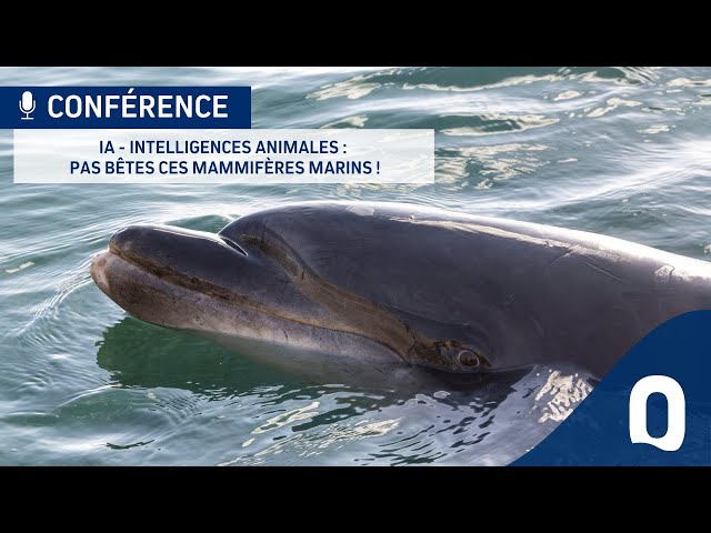 IA : intelligence animable – pas bêtes ces animaux !