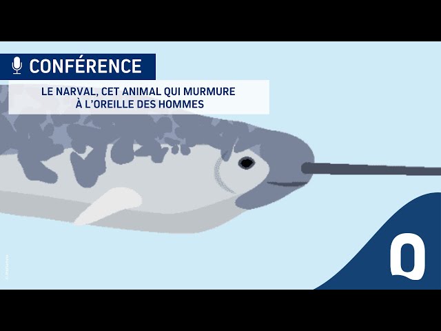 Le narval, cet animal qui murmure à l’oreille des hommes