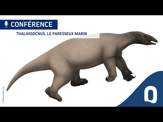 Thalassocnus, le paresseux marin