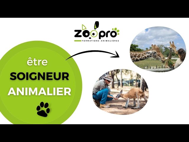 Devenir soigneur animalier – les réalités sur le métier