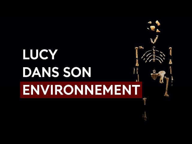 Lucy dans son environnement