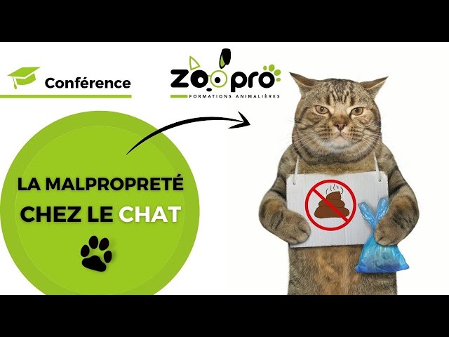 Régler la malpropreté chez le chat