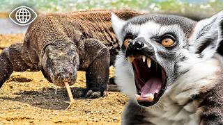 Jungle extrême : la survie face aux prédateurs : parcs nationaux