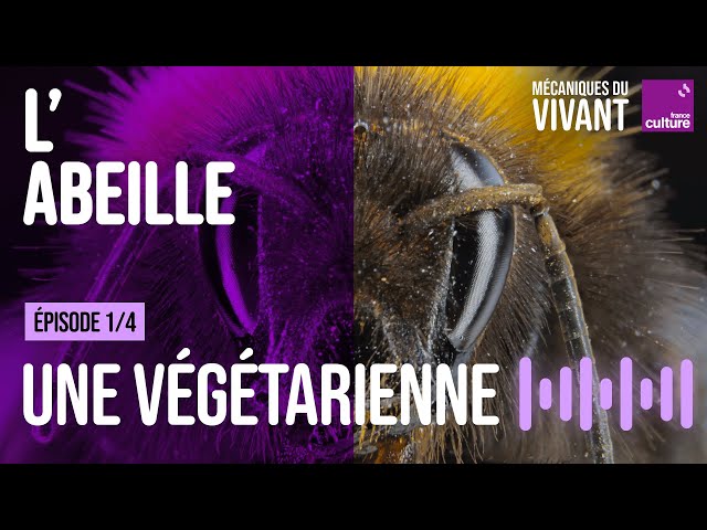 L&rsquo;abeille, une guêpe devenue végétarienne