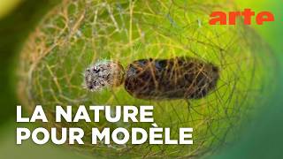 Le biomimétisme pour construire le monde de demain