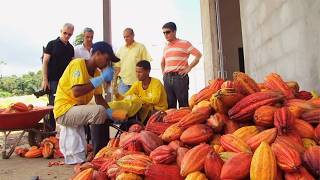 Les aventuriers du cacao perdu