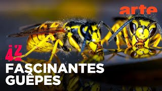 Les guêpes ont-elles bousculé l&rsquo;évolution ?