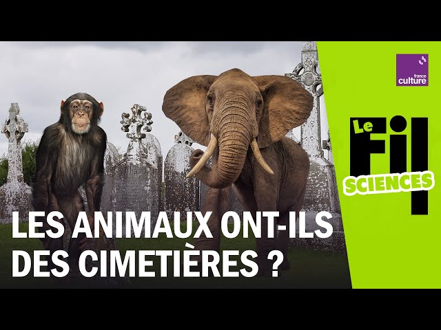 Sommes-nous les seuls à enterrer nos morts ?