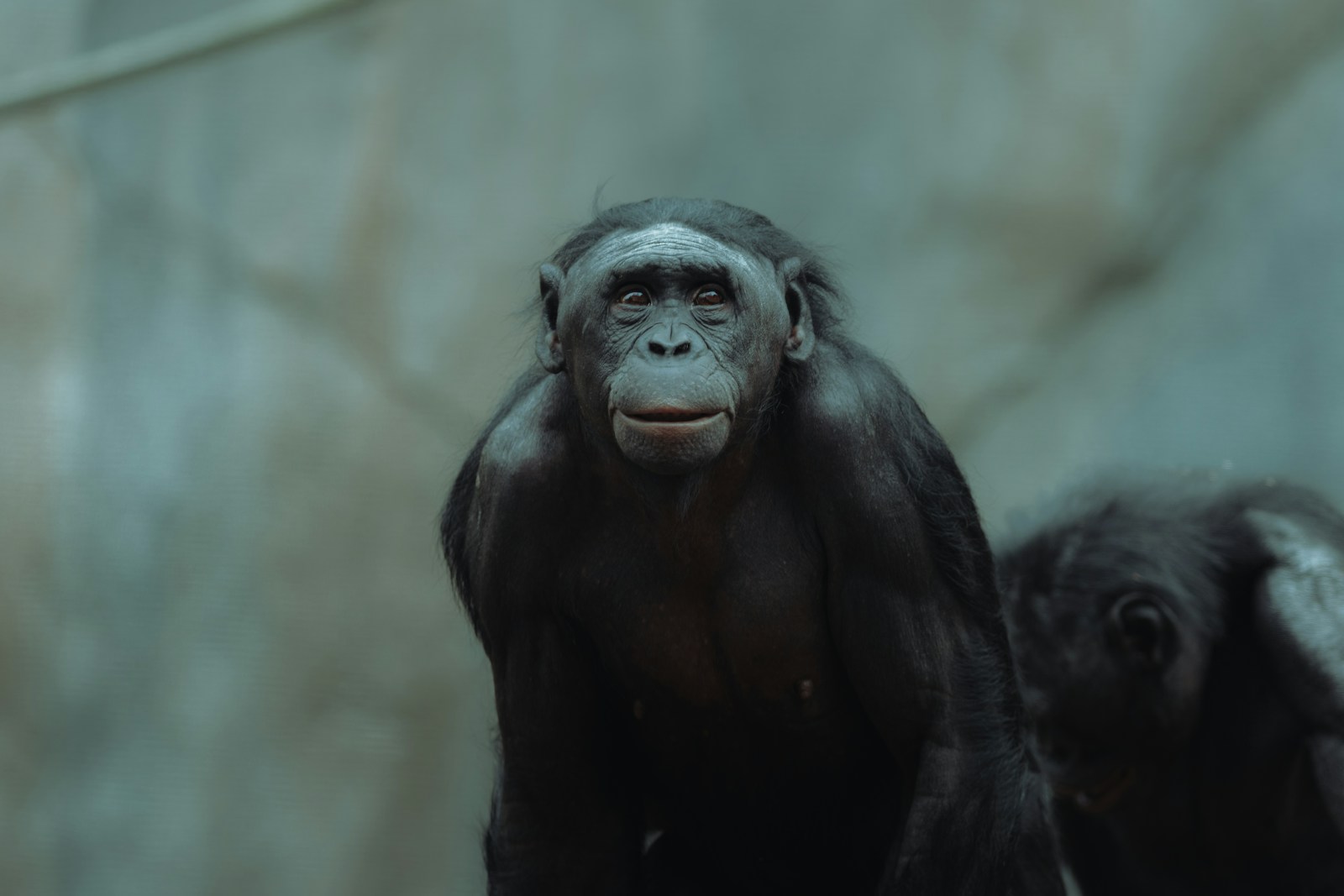 Bonobos : le sexe comme outil de régulation sociale