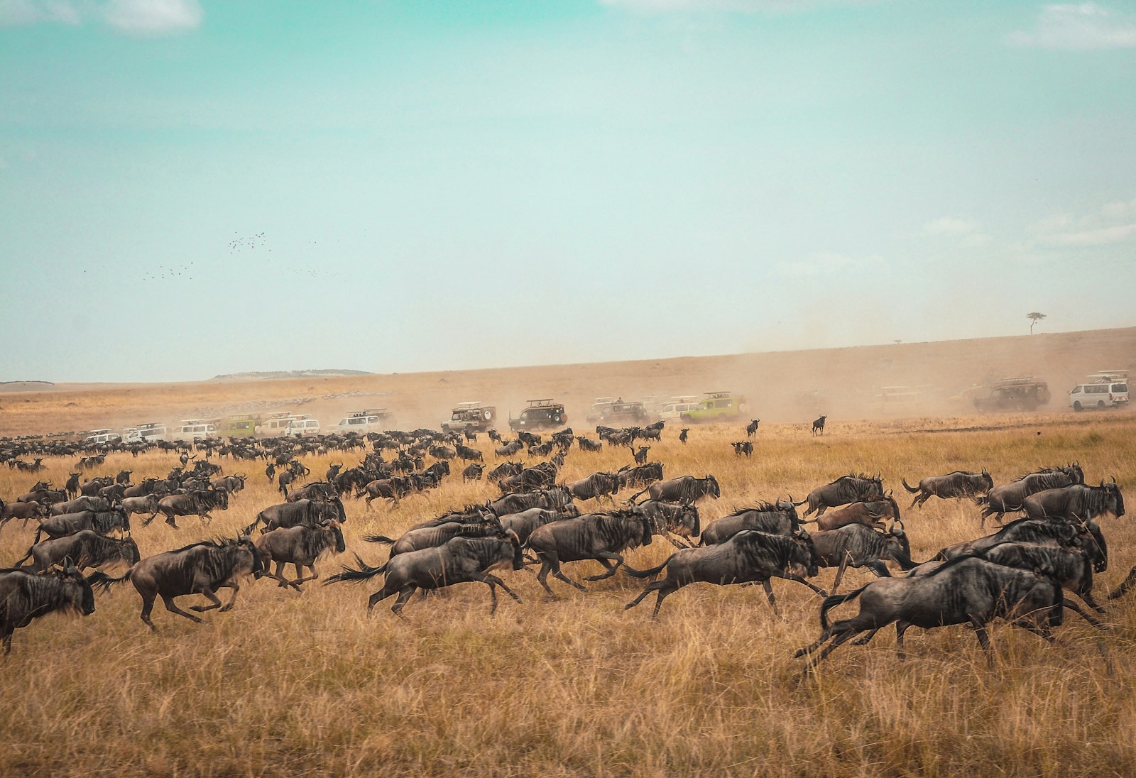 Les migrations animales les plus impressionnantes