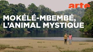 Anamocot, la réponse de la mygale