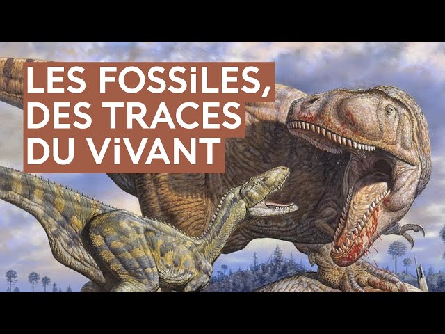 Au temps des dinosaures : comment les fossiles des déserts nous révèlent-ils le passé ?