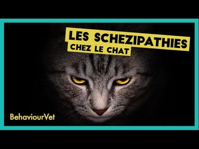 Les schézipathies chez le chat