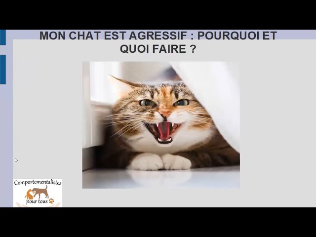 Mon chat est agressif : pourquoi et que faire ?