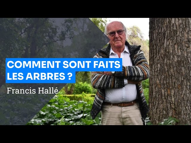 L&rsquo;arbre et sa structure