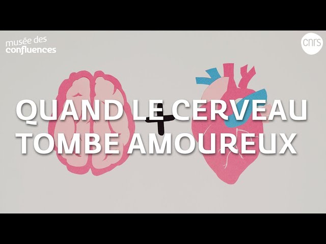 Quand le cerveau tombe amoureux
