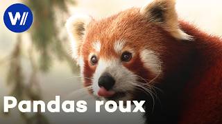 Dans l’intimité des pandas roux