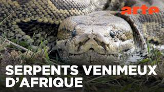 La mort au bout des crocs – Serpents venimeux d’Afrique