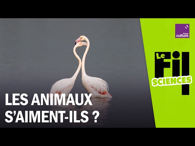 L&rsquo;amour n&rsquo;est pas une invention humaine