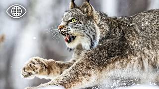 Le Lynx d’Europe peut-il encore survivre ?