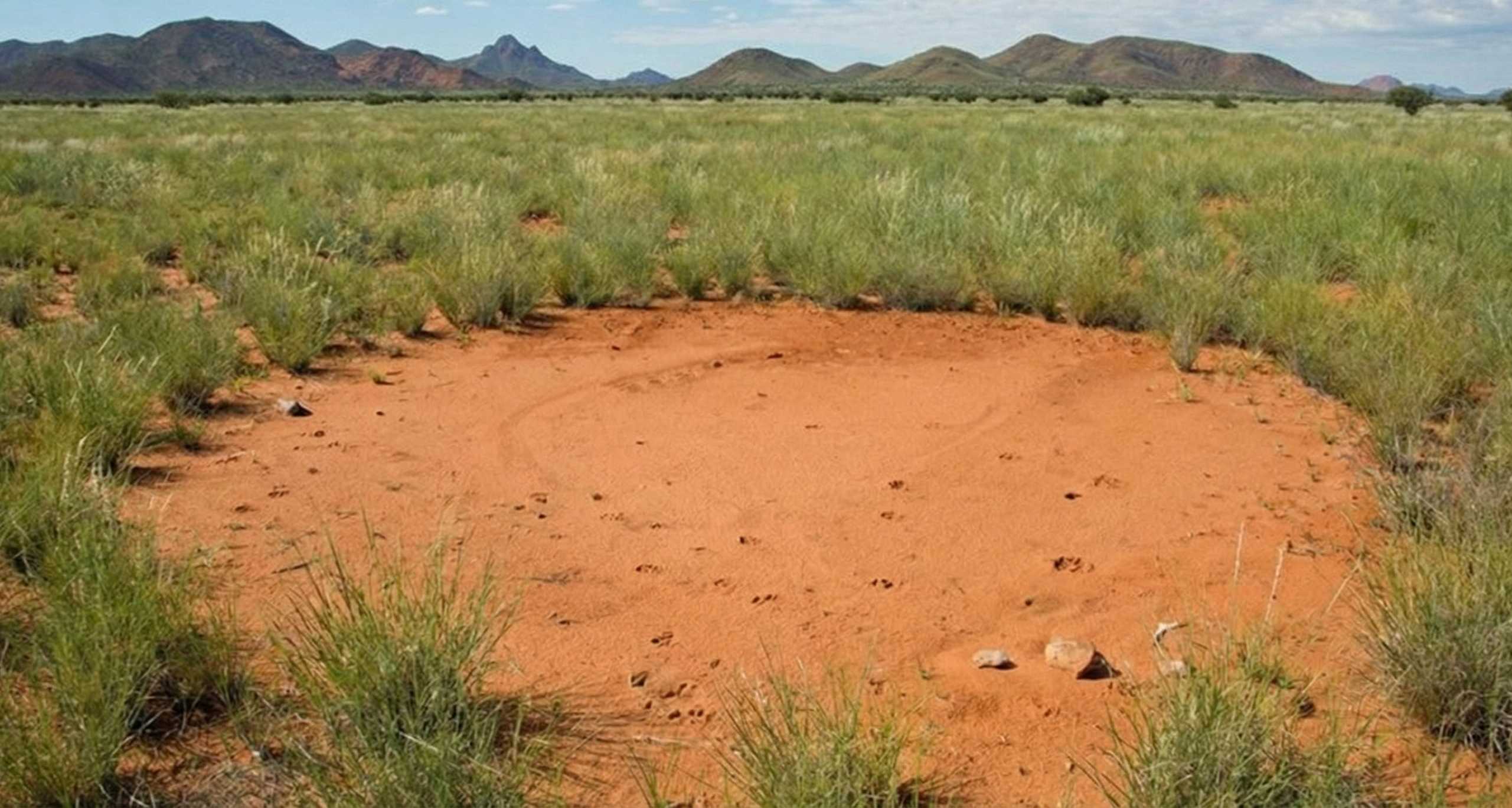 Les cercles de fées du Namib : entre mythes et science