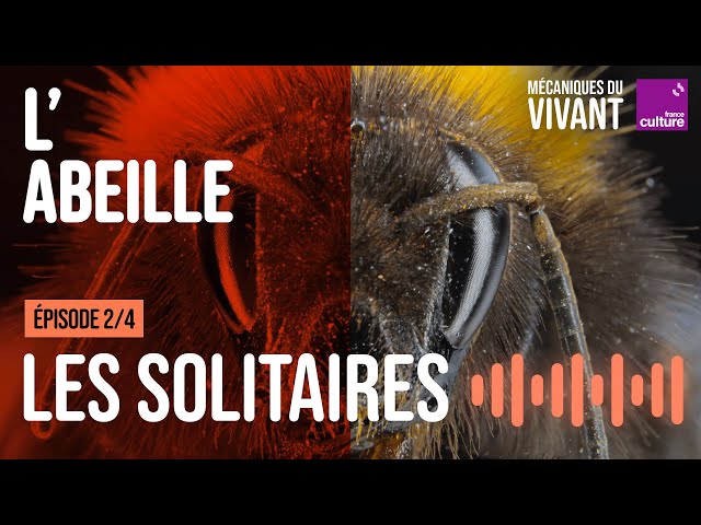 Qui sont les abeilles sauvages ?
