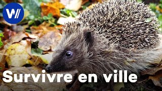 Survivre en ville quand on est un hérisson