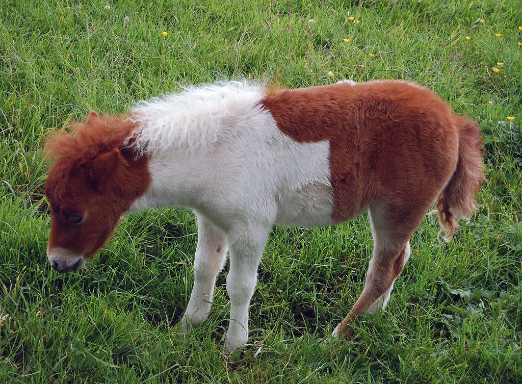 Falabella : le petit prince argentin qui révolutionne le monde équin
