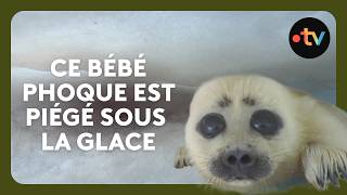 Ce bébé phoque est prisonnier des glaces à seulement 2 mois !