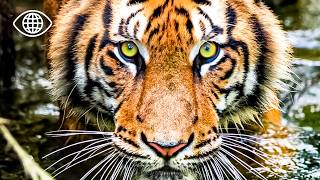 Ce sanctuaire interdit où les tigres règnent encore