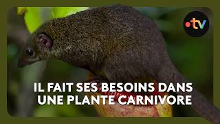 Ce toupaye échange ses excréments contre du nectar